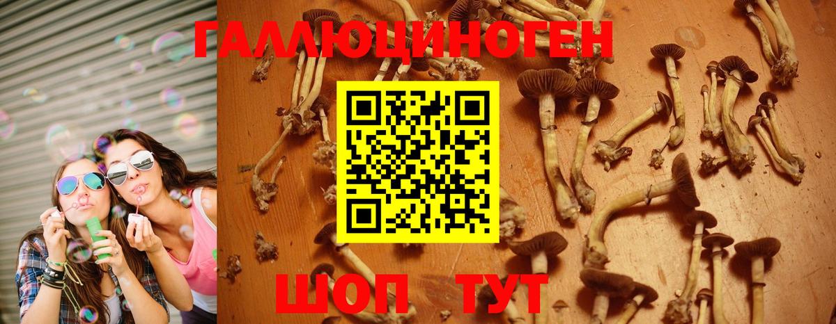 Псилоцибиновые грибы GOLDEN TEACHER  Вход с VPN  Псилоцибиновые грибы Psilocybine cubensis  Шатура 